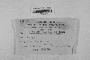 Gibberella zeae image