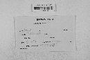 Gibberella zeae image