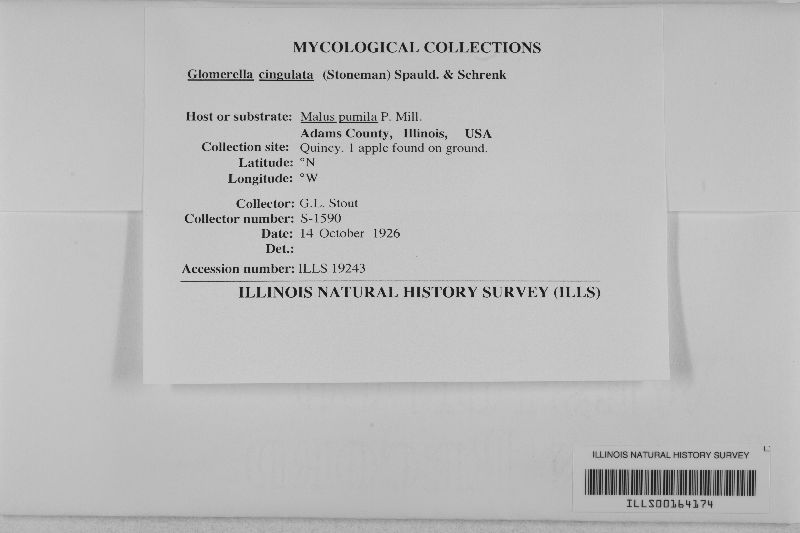 Glomerella cingulata image