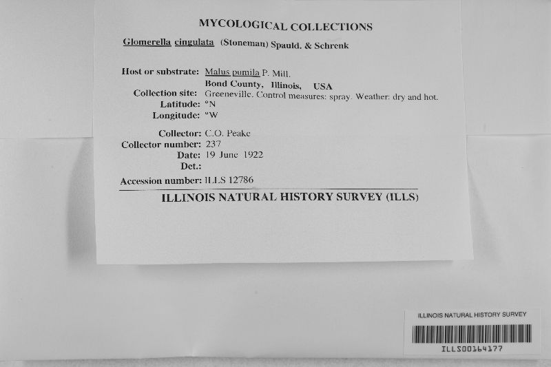 Glomerella cingulata image