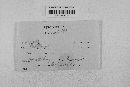Glomerella cingulata image