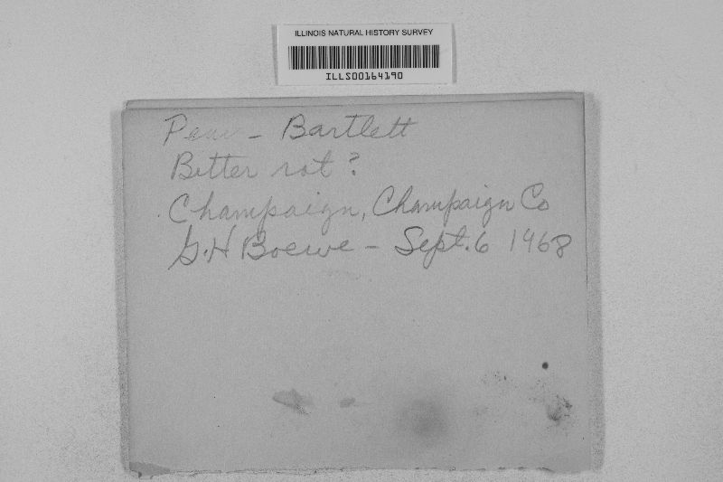 Glomerella cingulata image