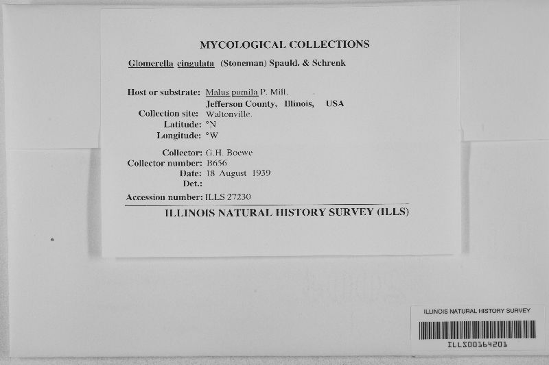 Glomerella cingulata image