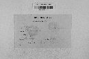 Glomerella cingulata image