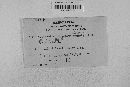 Glomerella cingulata image
