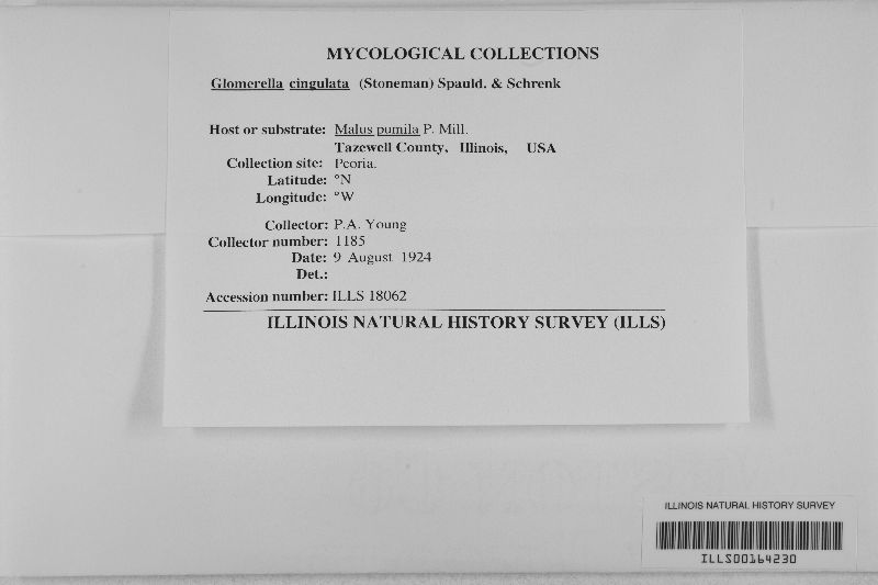 Glomerella cingulata image