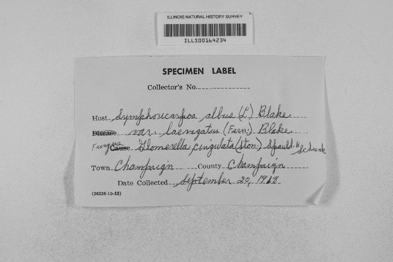 Glomerella cingulata image