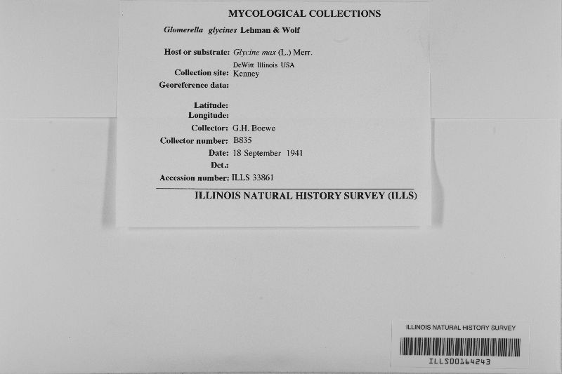Colletotrichum glycines image