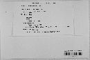Stegophora ulmea image
