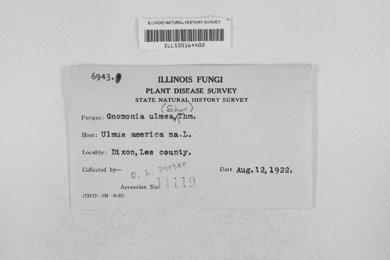 Stegophora ulmea image