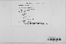 Stegophora ulmea image