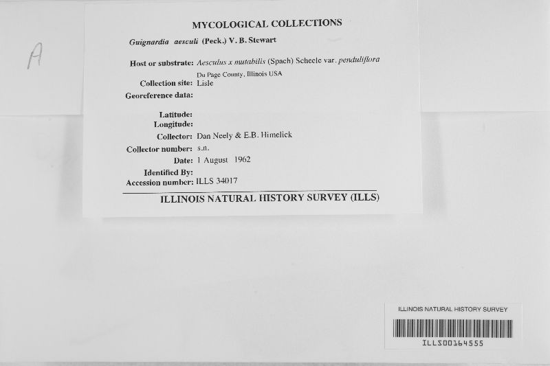 Guignardia aesculi image