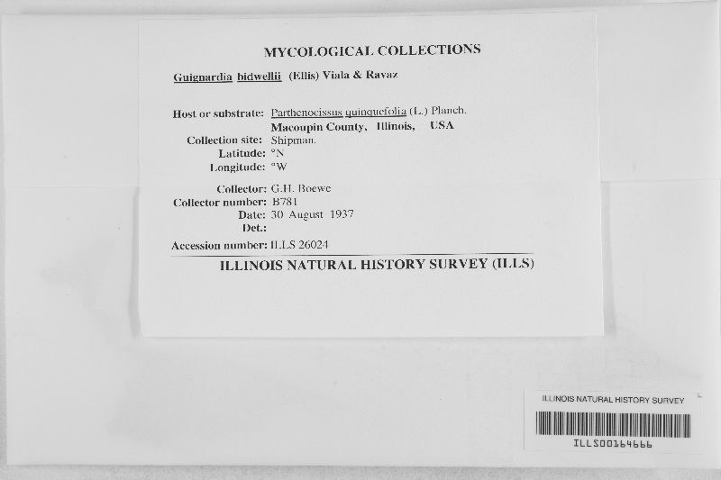 Guignardia bidwellii image