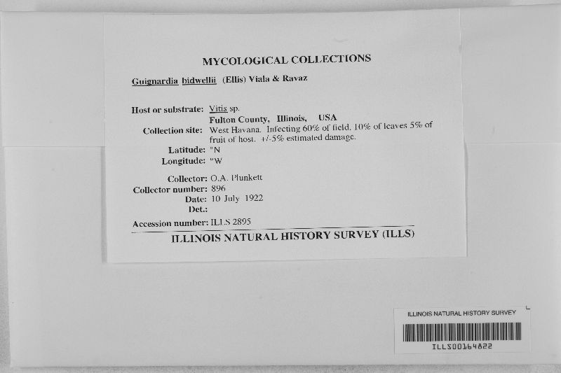 Guignardia image