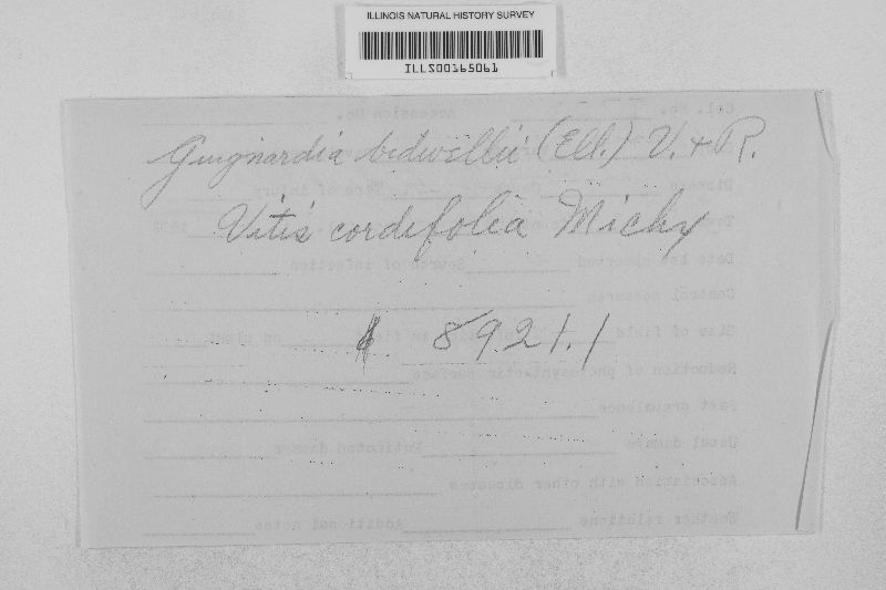 Guignardia bidwellii image