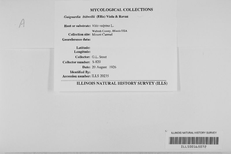 Guignardia bidwellii image