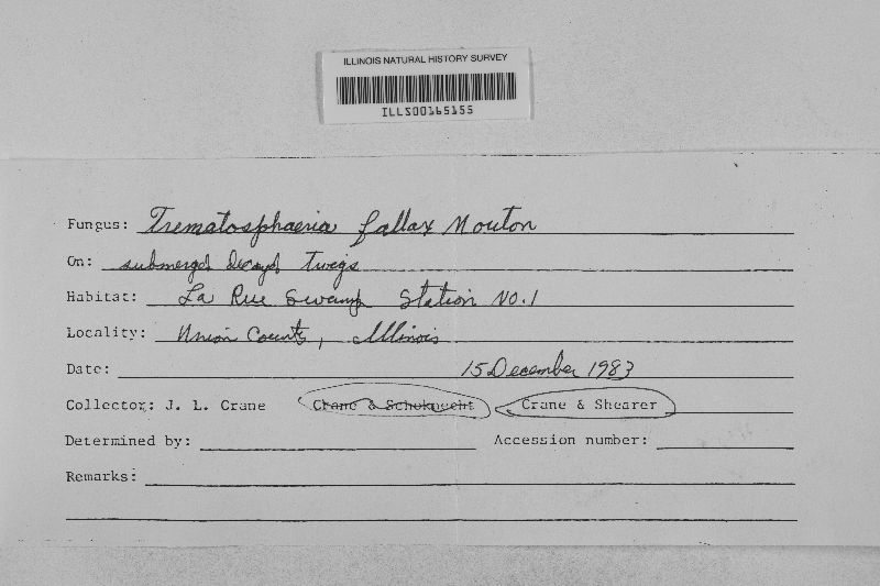 Hadrospora fallax image