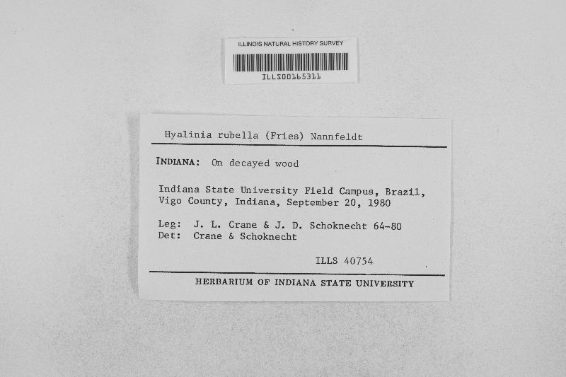 Hyalinia rubella image