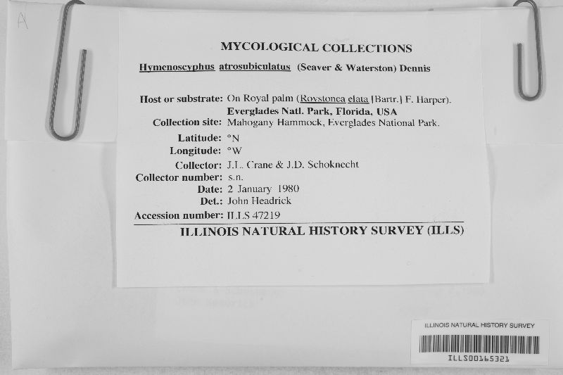 Hymenoscyphus atrosubiculatus image