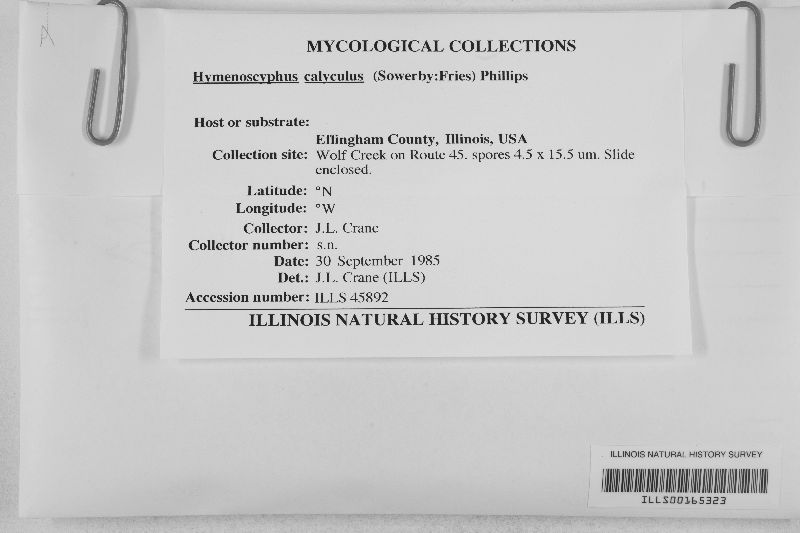Hymenoscyphus calyculus image