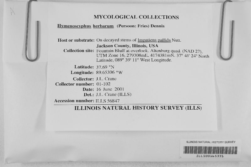 Hymenoscyphus herbarum image