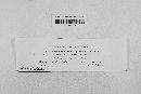 Hypoderma brachysporum image