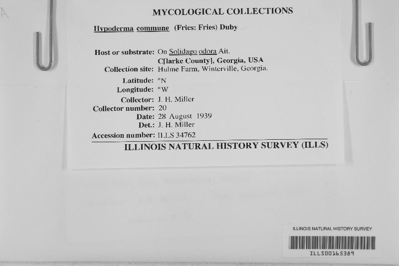 Hypoderma commune image