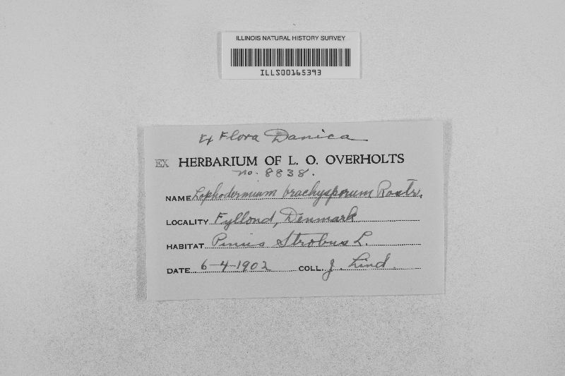 Hypoderma desmazieri image