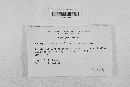 Hypomyces aurantius image