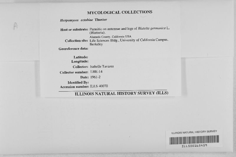 Herpomyces ectobiae image