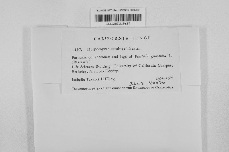 Herpomyces ectobiae image