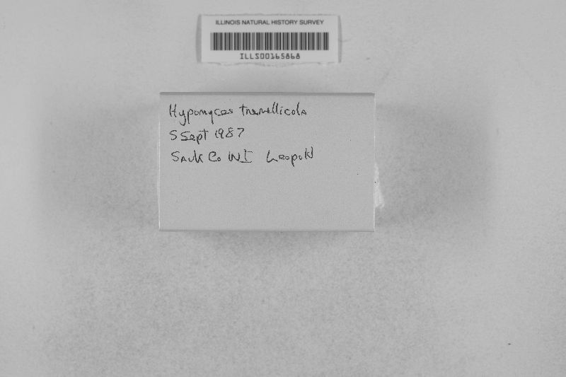 Hypomyces tremellicola image