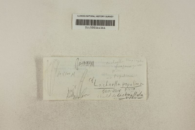 Lachnellula populina image