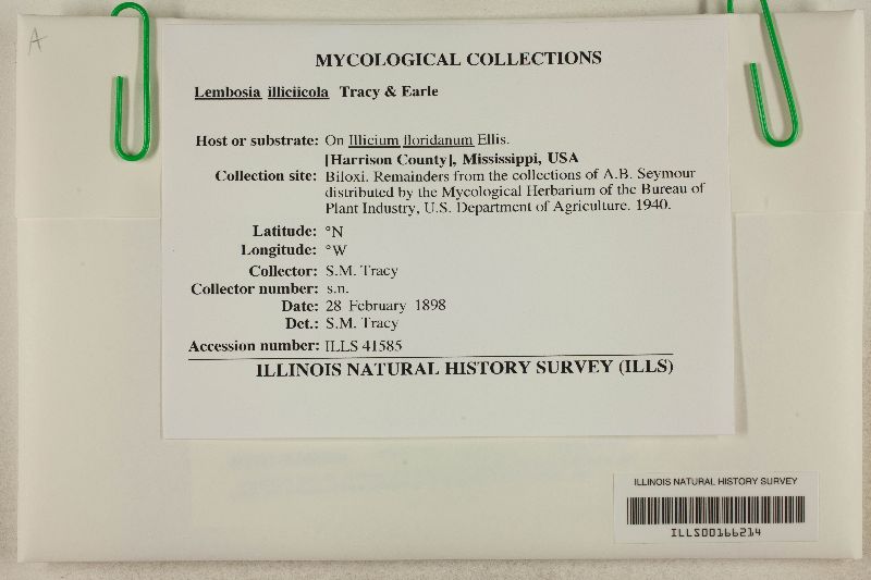 Lembosia illiciicola image
