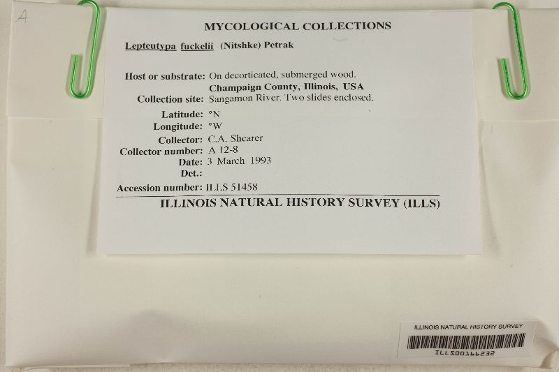 Lepteutypa fuckelii image