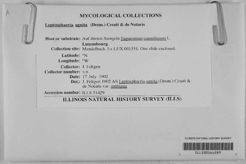 Leptosphaeria agnita var. ambigua image