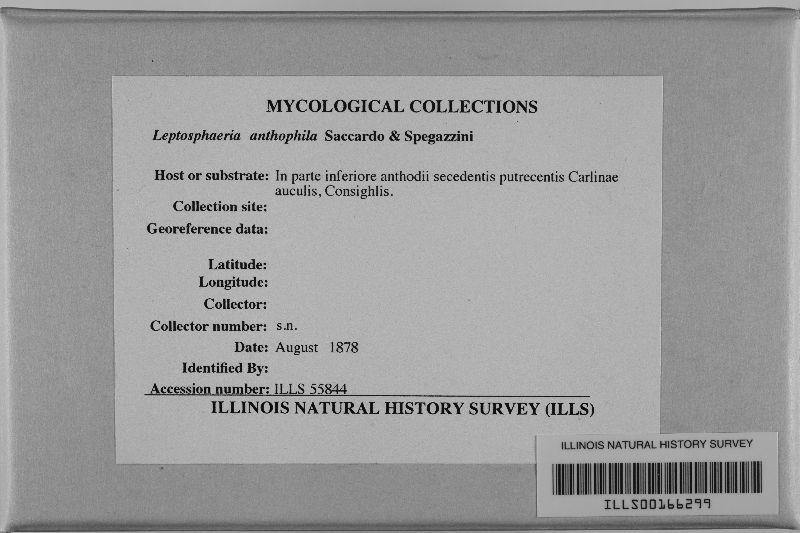 Leptosphaeria anthophila image