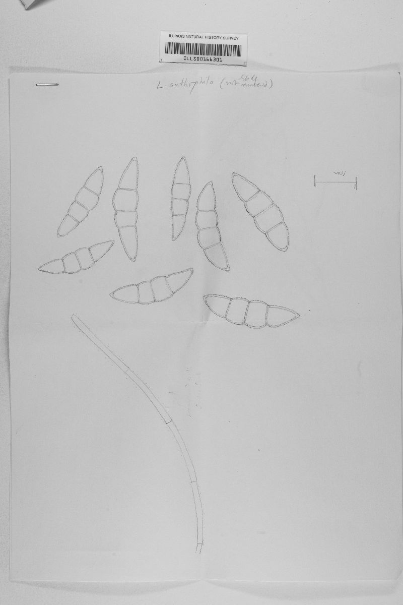 Leptosphaeria asteris image
