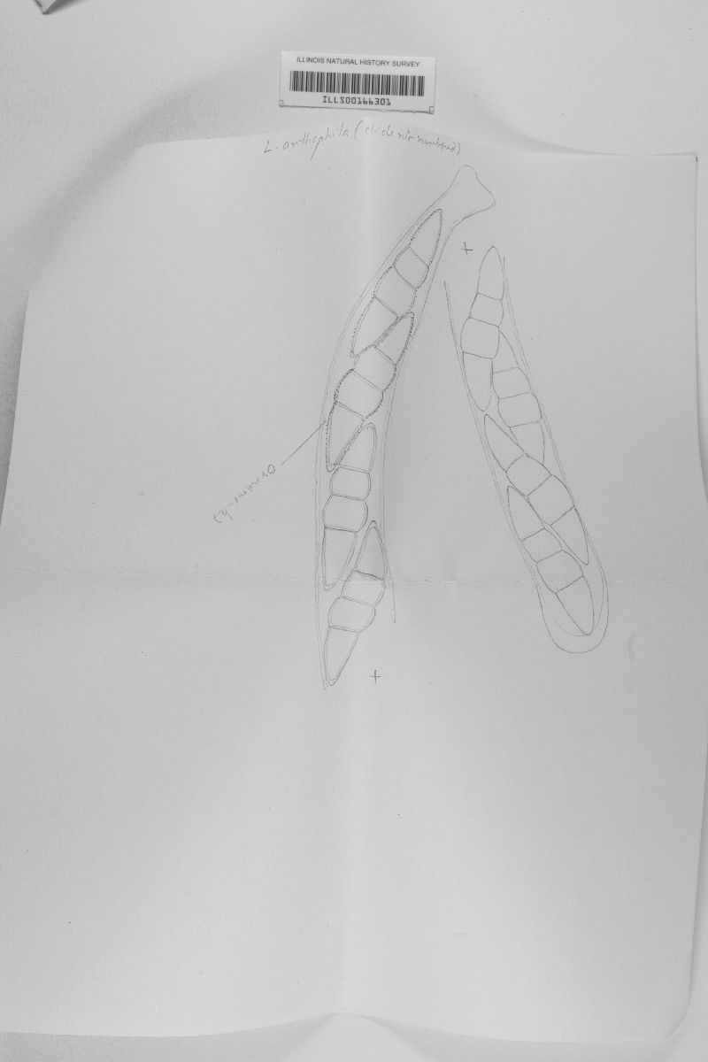 Leptosphaeria asteris image