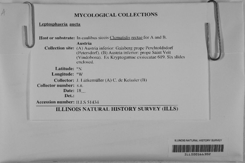 Leptosphaeria aucta image