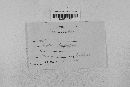 Leptosphaeria avenaria image