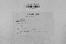 Leptosphaeria avenaria image