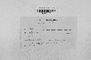 Leptosphaeria avenaria image