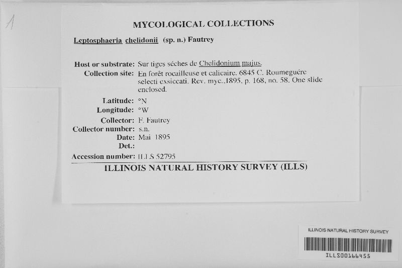 Leptosphaeria chelidonii image