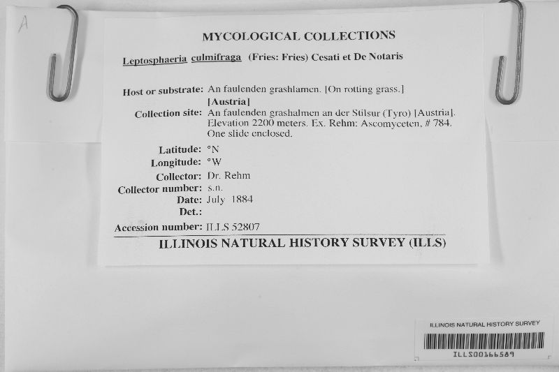 Leptosphaeria culmifraga f. minuscula image