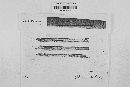 Leptosphaeria doliolum image