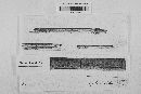 Leptosphaeria doliolum image