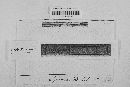 Leptosphaeria doliolum image
