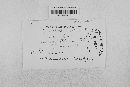 Leptosphaeria doliolum image
