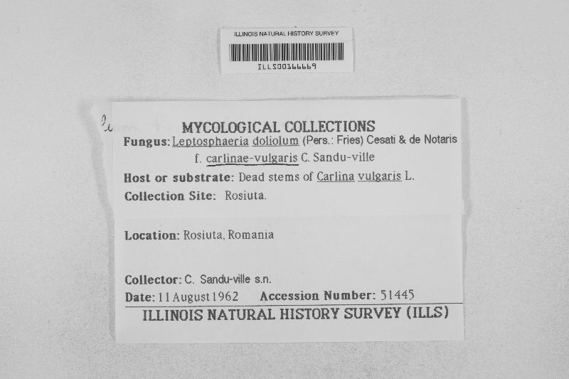 Leptosphaeria doliolum f. carlinae-vulgaris image